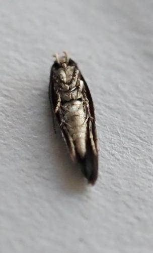 Mompha sp.
